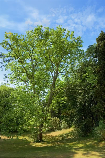 Зеленое дерево 2 — стоковое фото
