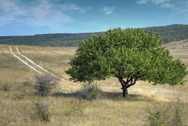 Зеленое дерево и дорога — стоковое фото