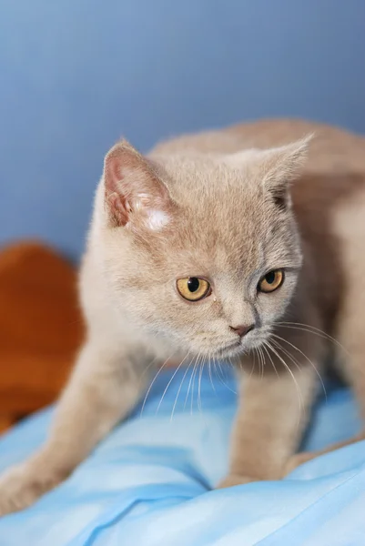 Hus katt av askgrå färg — Stockfoto