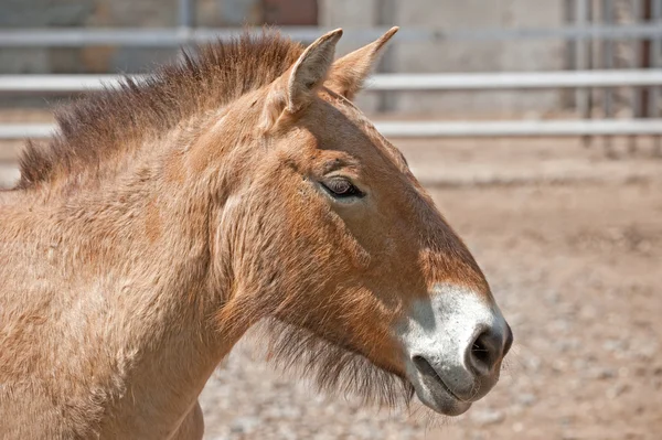 Przewalskis häst — Stockfoto
