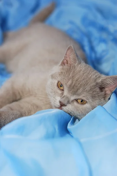 Hus katt av askgrå färg — Stockfoto