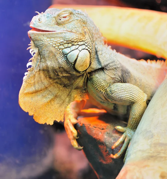 Iguana — Foto Stock