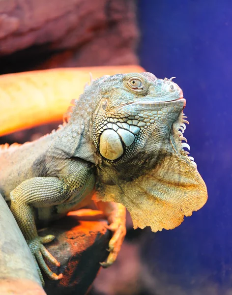 Iguana — Zdjęcie stockowe