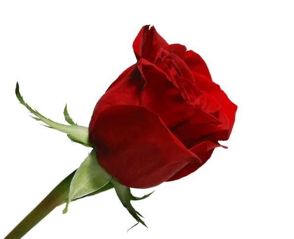 Florecimiento aislado de una rosa —  Fotos de Stock