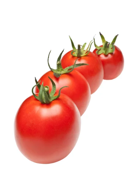 Tomaten in Reihe — Stockfoto
