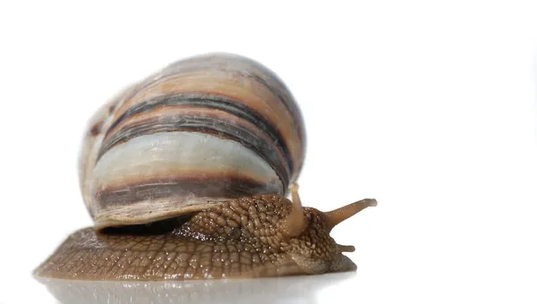 Isolated snail — Stock Photo, Image
