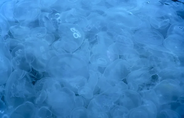 Фон медуз — стоковое фото