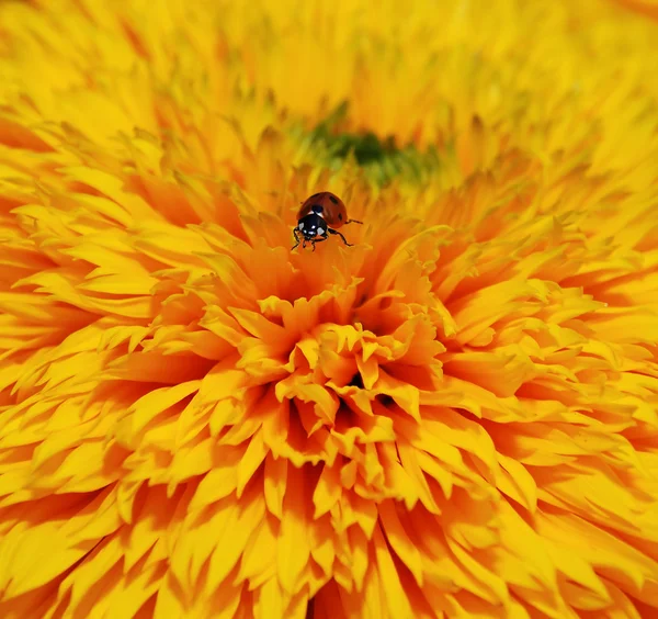 Katicabogár egy virágon — Stock Fotó