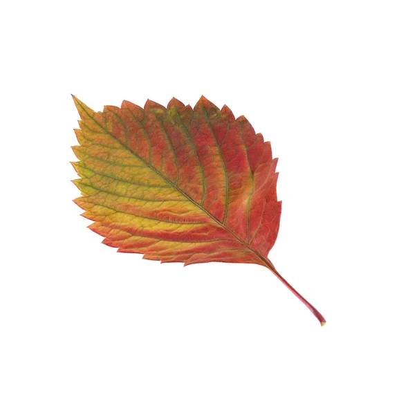 Red-yellow leaf — Stock Photo, Image