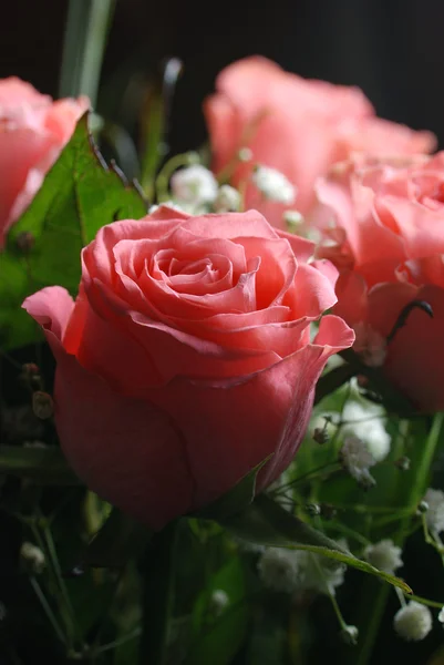 Light roses — Stock Photo, Image