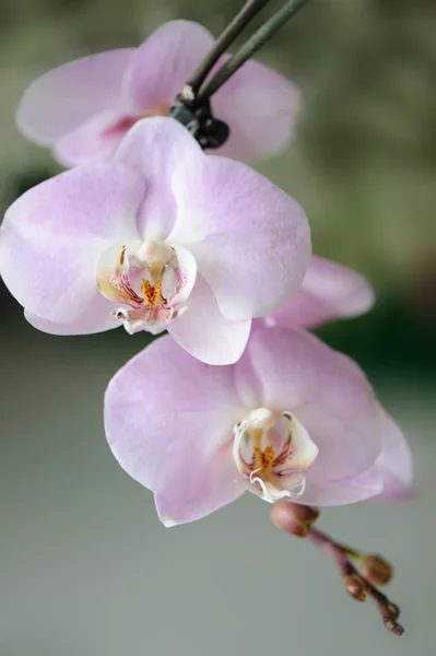 Orchid violet — Stock Photo, Image