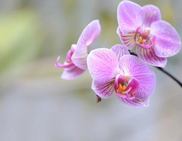 Orchidej fialová — Stock fotografie