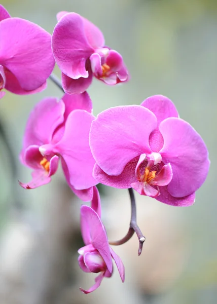 stock image Orchid violet