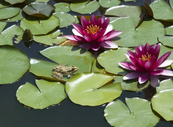 Lily and a frog — Stock Photo, Image