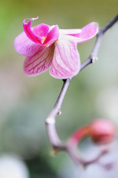 Orchideenrot — Stockfoto