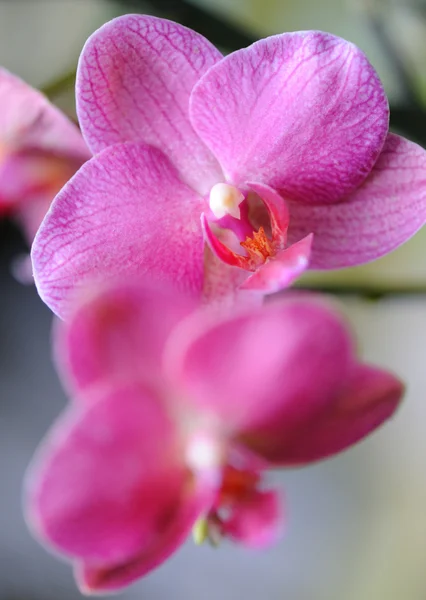 Orchid red — Stock Photo, Image