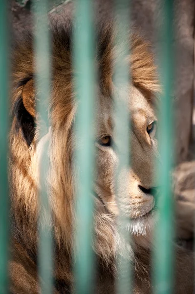 Lejon i en bur — Stockfoto