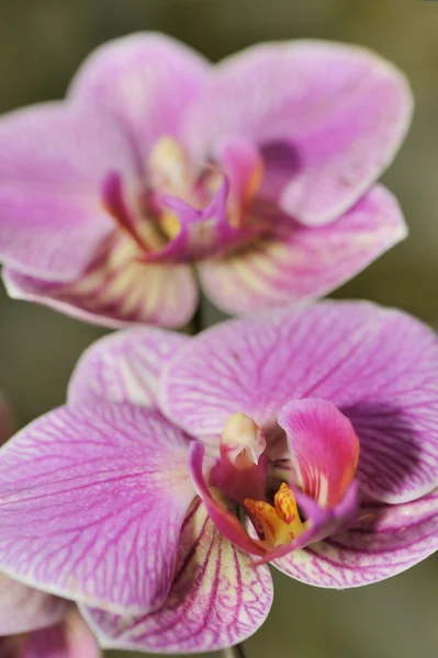 Orchid red — Stock Photo, Image
