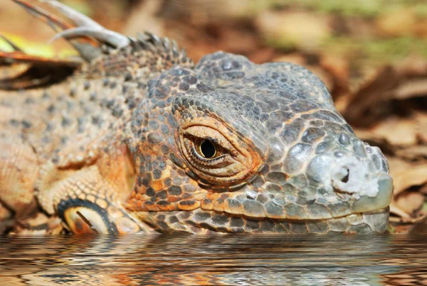 Lizard in water — Stock Photo, Image
