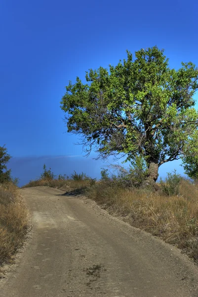 Árvore solitária na estrada rural — Fotografia de Stock