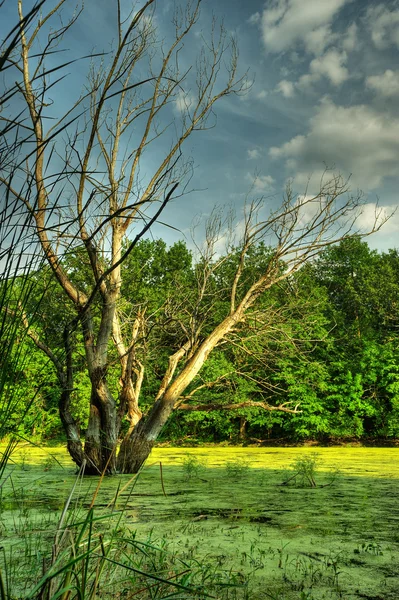 Bataklık ve kuru ağaç — Stok fotoğraf