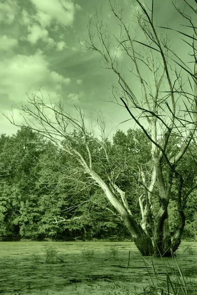 Moor und trockener Baum — Stockfoto