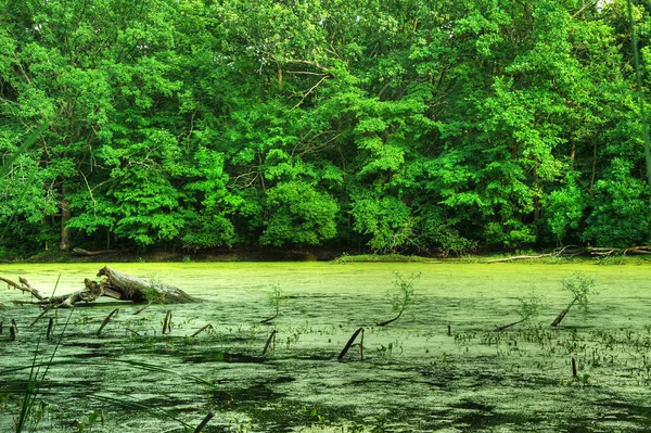 stock image Marsh