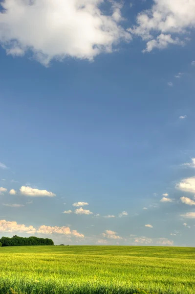 Gröna fält och den mörkblå himlen — Stockfoto