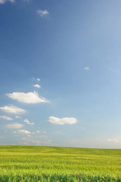 Groen veld en de donker blauwe hemel — Stockfoto