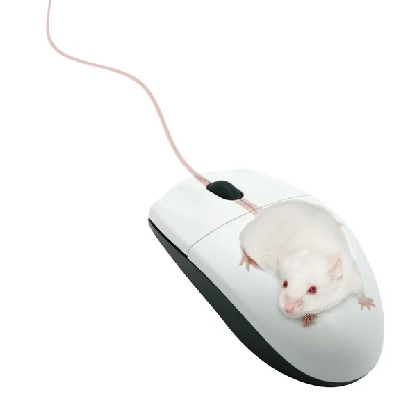 Live mouse on a computer mouse — Stock Photo, Image