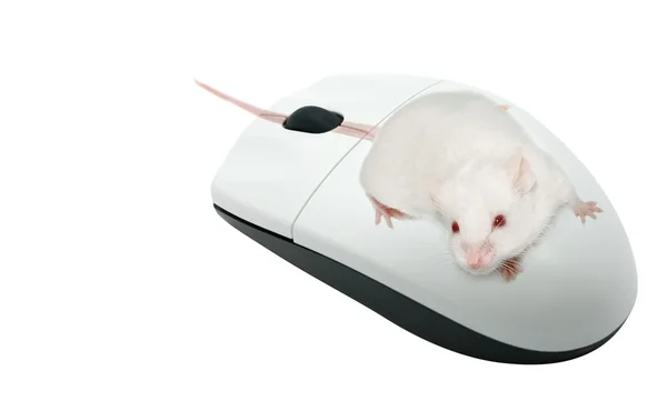 Live mouse on a computer mouse — Stock Photo, Image