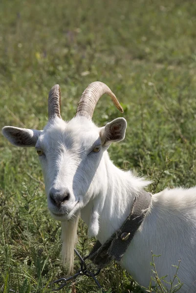 Old goat — Stock Photo, Image