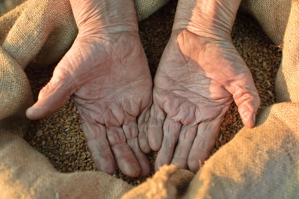 Pšenice a ruce starý farmář — Stock fotografie