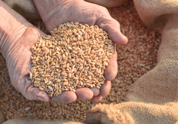 Pšenice a ruce starý farmář — Stock fotografie