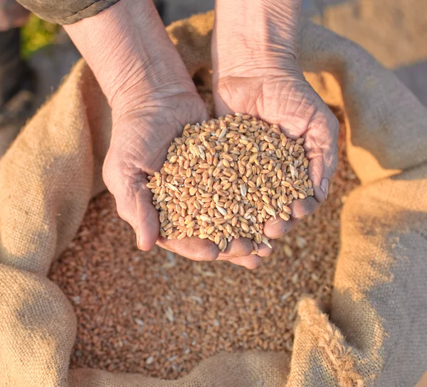 小麦と古い農家の手 — ストック写真