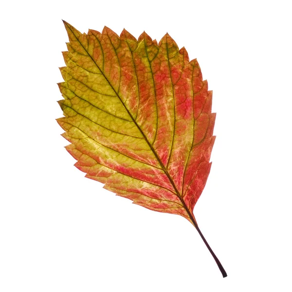 한 잎 — 스톡 사진