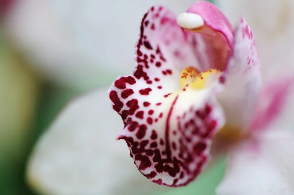 Orchid closeup — Stock Photo, Image