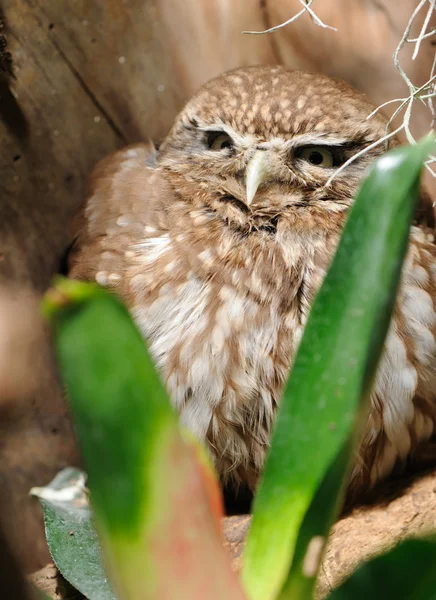 Gufo. Un uccello predatore notturno con la grande testa rotonda, occhi più grandi e con — Foto Stock
