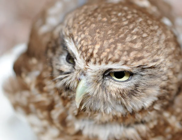 Gufo. Un uccello predatore notturno con la grande testa rotonda, occhi più grandi e con — Foto Stock