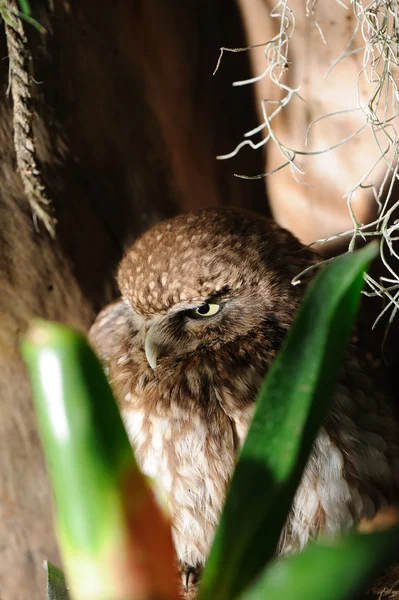 Sova. dravé noční pták s velkým kolem hlavy, větší oči a s — Stock fotografie
