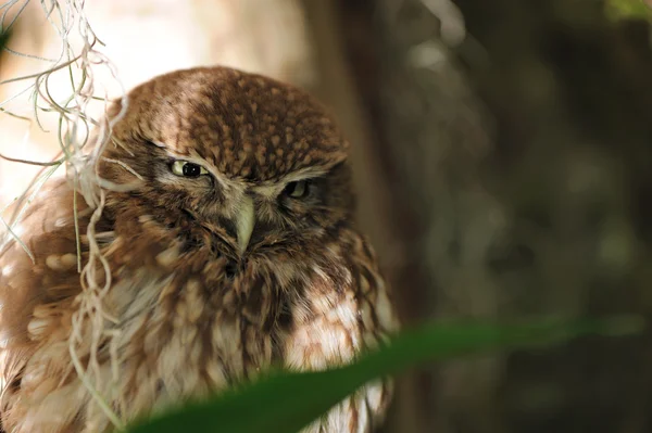 Búho. Un ave depredadora nocturna con la gran cabeza redonda, ojos más grandes y con — Foto de Stock