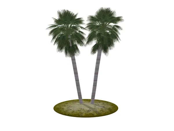 Palme isoliert — Stockfoto