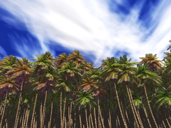 棕榈 thrickets — 图库照片