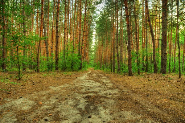 Forest path — Stock Photo, Image