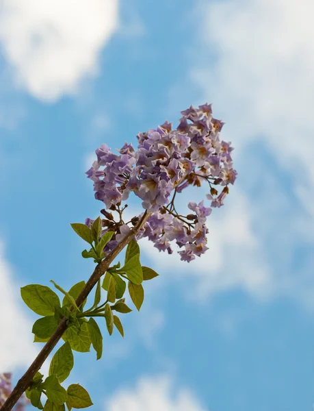 Rama floreciente del árbol Paulownia . —  Fotos de Stock