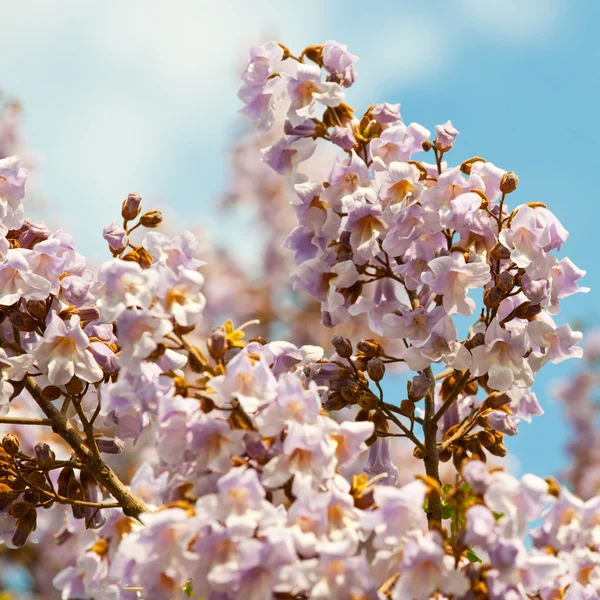 Kvetoucí větev stromu Paulownia. — Stock fotografie