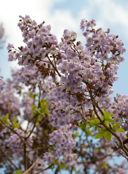 木桐の花の枝. — ストック写真
