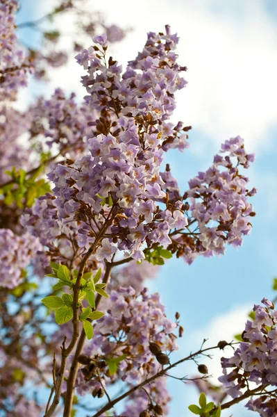 木桐の花の枝. — ストック写真