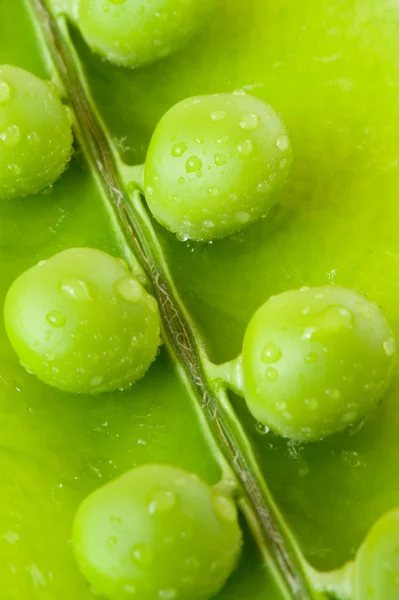 stock image Pea. A photo close up of peas with water drops