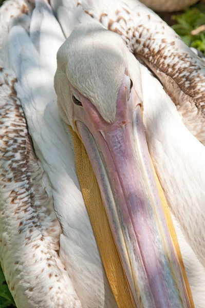 Пелікан — стокове фото